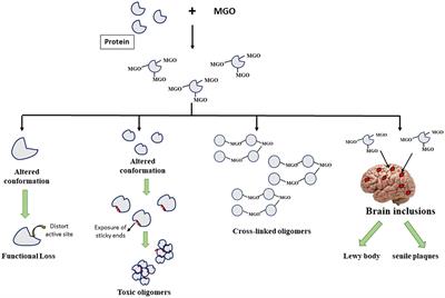 AGE-RAGE axis culminates into multiple pathogenic processes: a central road to neurodegeneration